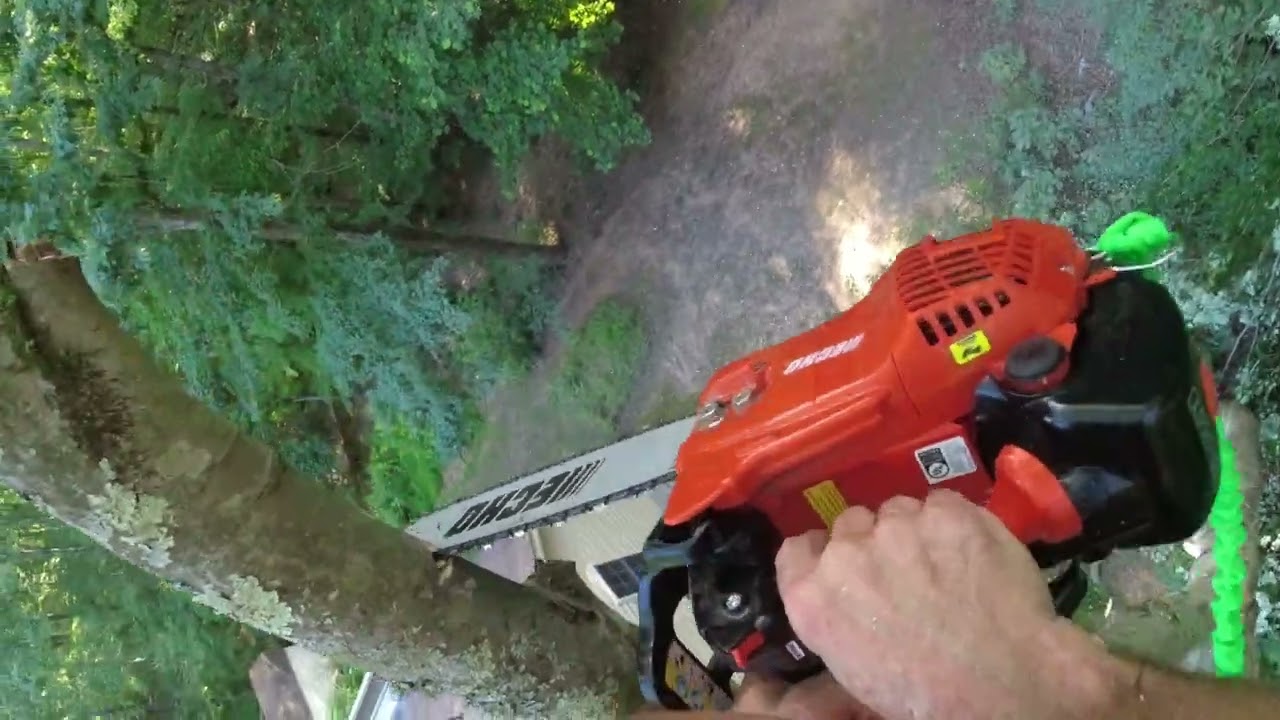 Maple Tree Removal