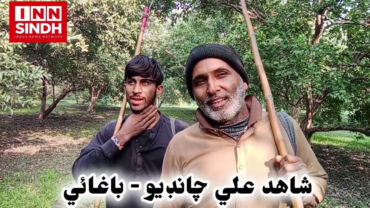 لاڙڪاڻي جي زيتونن جا باغ - رپورٽ مشتاق تنيو 