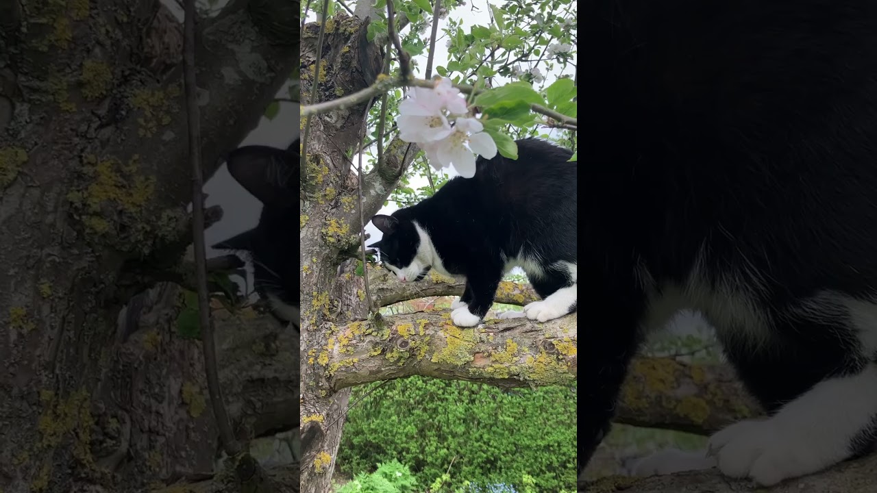 Tuxedo cat climbs down the apple tree