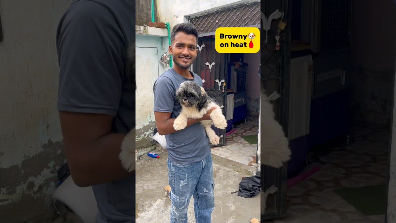 Browny🐶on heat🩸 #minivlog #breedingpair #petlover #vlog #shitzu #dog #kabutar #breed #doglove