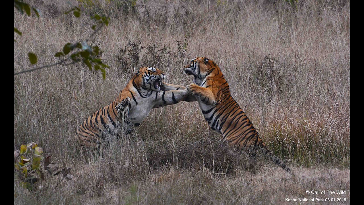 Male Tiger Territorial Fight