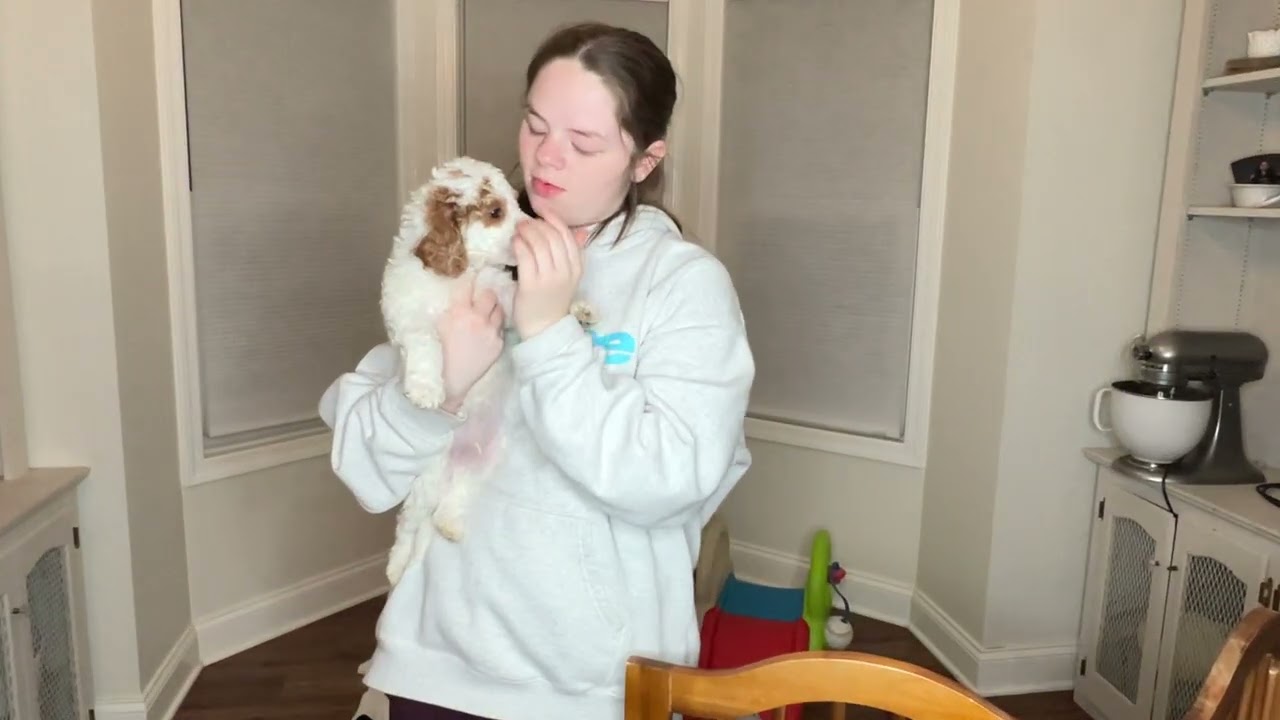 Harry Male 6 weeks old BAB Temperment Evaluation ( Usually done at 8 weeks)