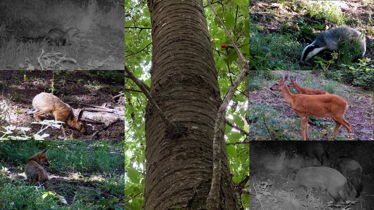 Secrets animaliers de juillet sous un merisier…