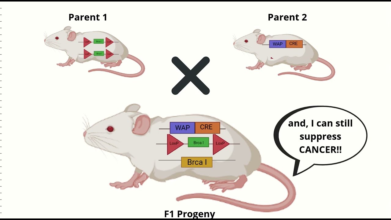 Generation of CRE-LoxP knockout mice for breast cancer modelling & its detection using Karyotyping