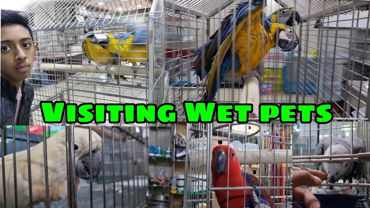 Visiting Wet pets|| varieties Of cockatto'os,Macaw's||exotic birds 