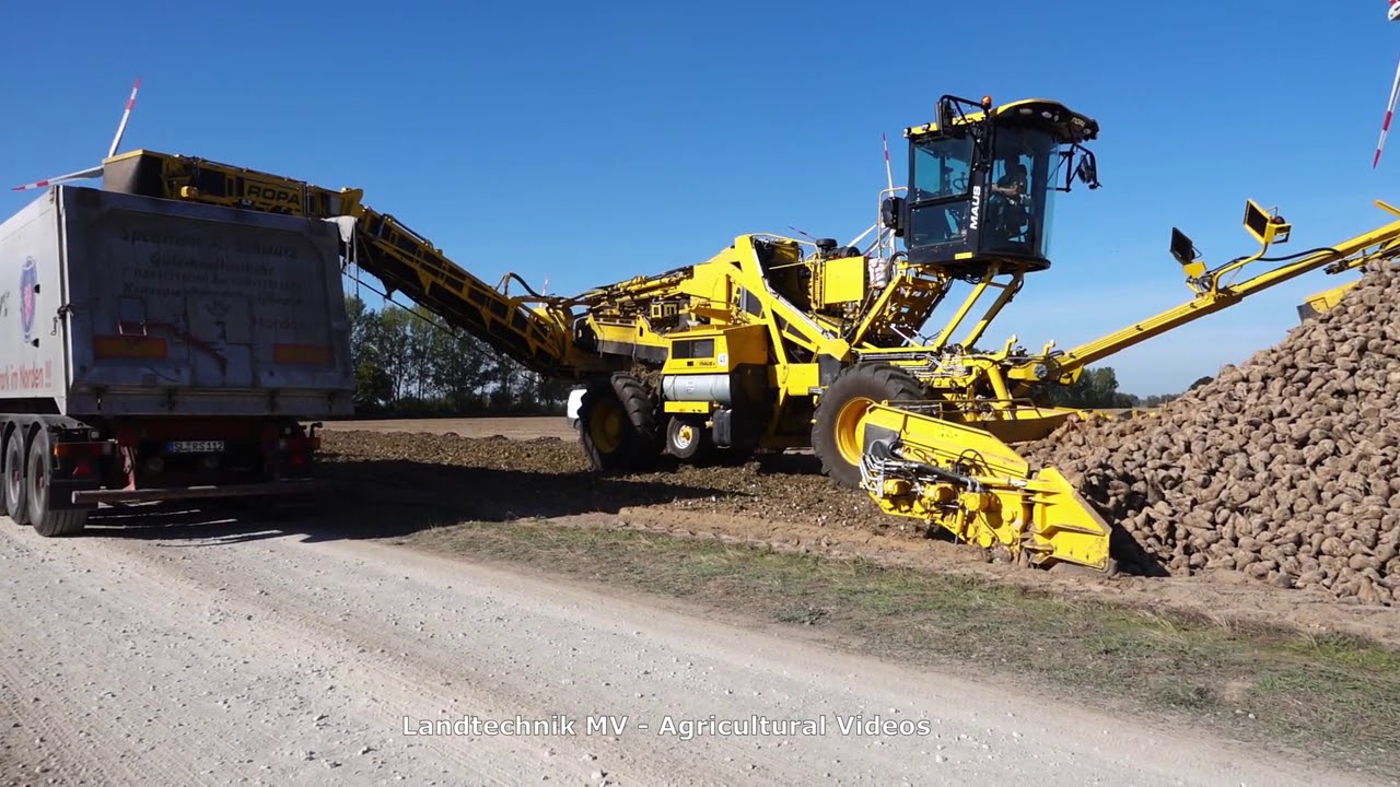 Ropa Maus 5 - Scania - MAN - + / Rübenverladung - Loading Beets  2020  pt1