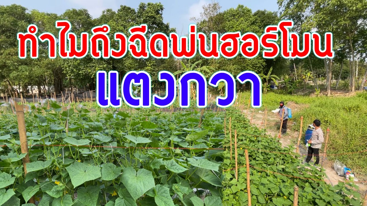 ฉีดพ่นฮอร์โมนบำรุงแตงกวาผสมอะไรบ้าง เกษตรกล้วยๆมีคำตอบ | เกษตรสร้างรายได้ | บ่าวยุทธพาจ้วด