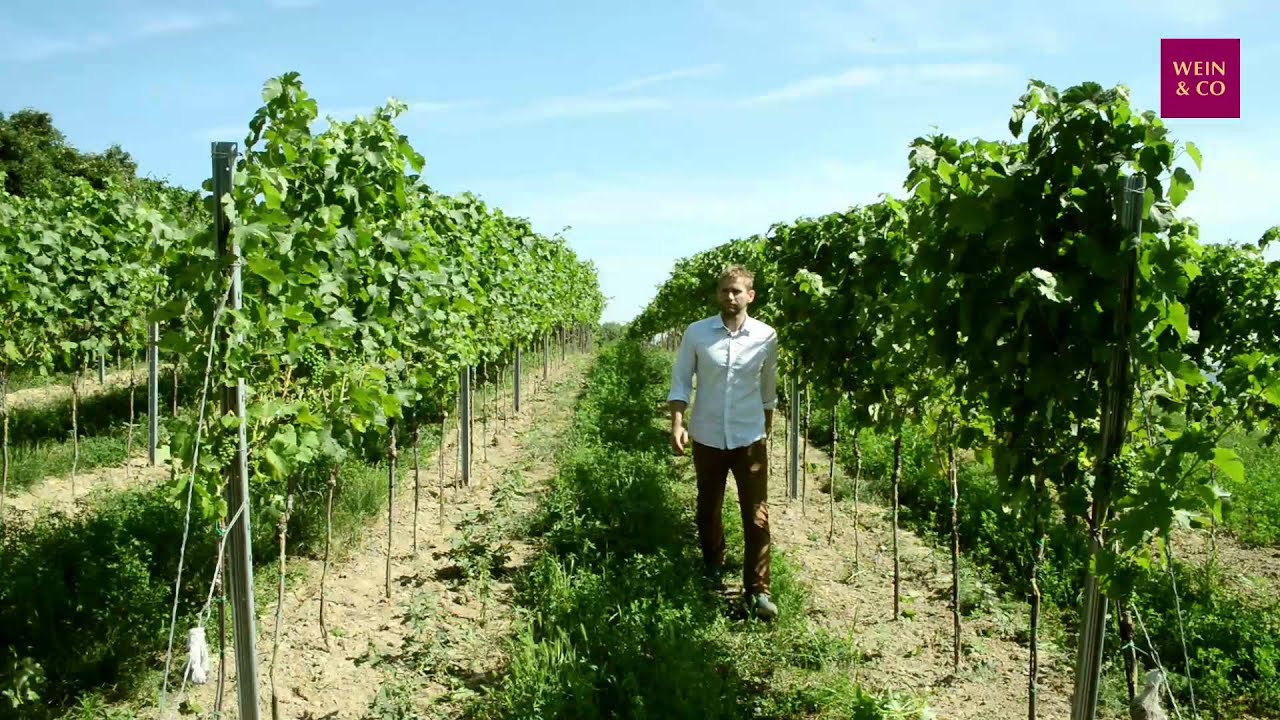Winzer des Monats August 2015 - Markus Huber [Trailer]