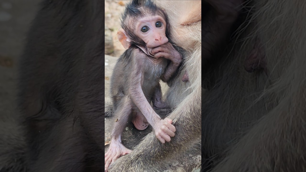 Funny lovely friendly beautiful baby monkey gorgeous playful 