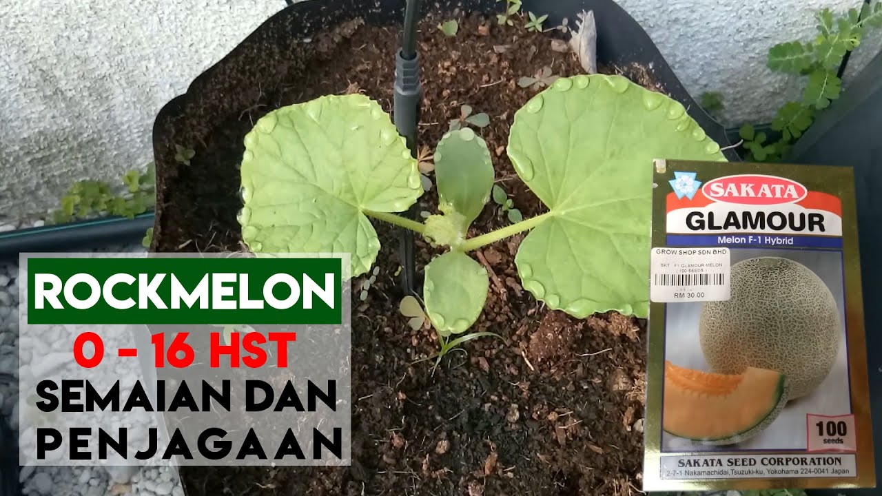 [ ROCKMELON 1#]  Semaian dan penjagaan | Semai terus dalam polybag