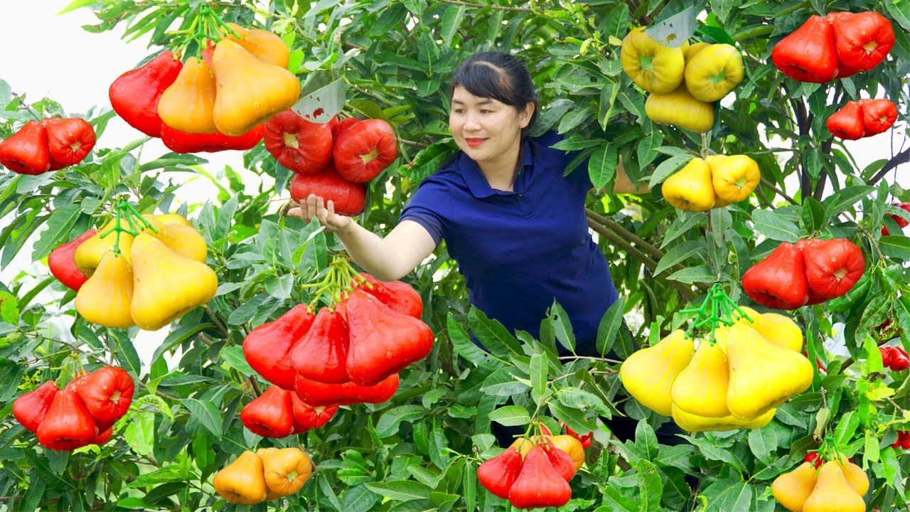 Harvest Wax Apple, goes to the market to sell - Harvesting and Cooking |Tieu Vy Real Life