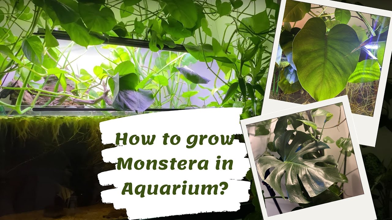 How to Grow Monstera Plant in your Aquarium