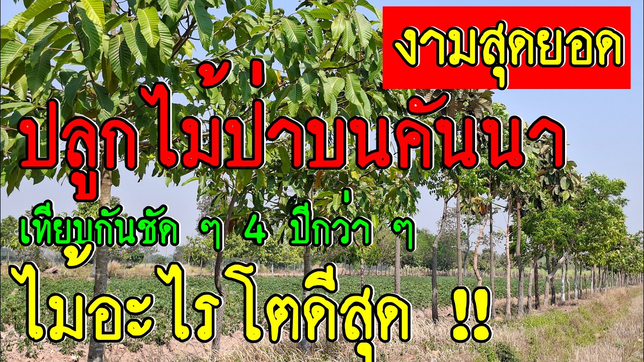 ปลูกต้นไม้บนคันนา อายุ 4 ปีกว่า ต้นไหนโตดีที่สุด