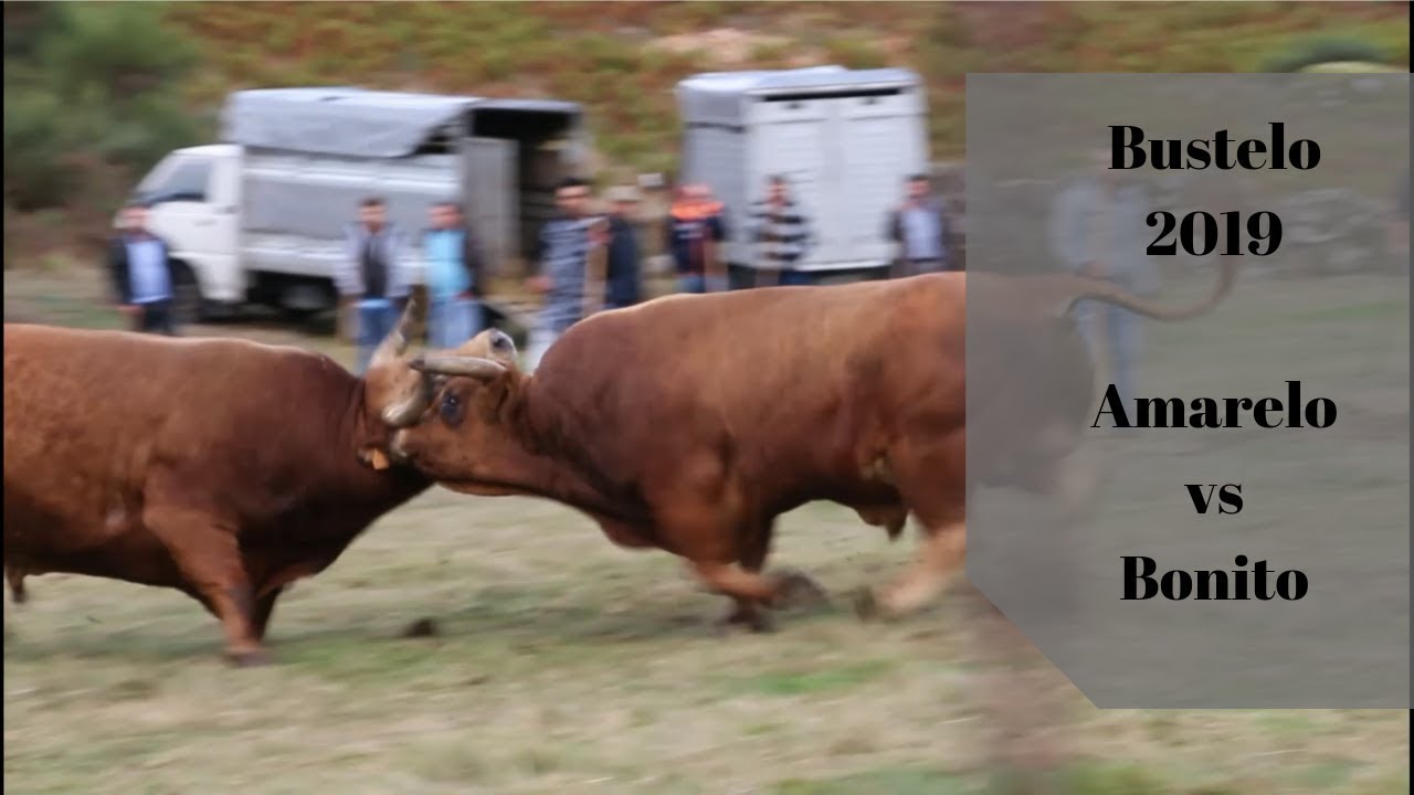 Bustelo 2019 # Amarelo (Miguel de Ovadas) vs Bonito (Duarte de Roças)