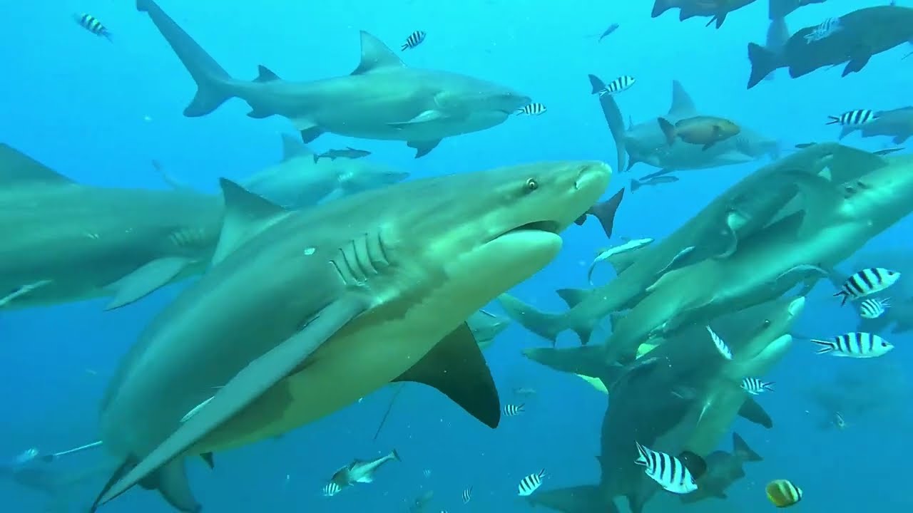 251009 피지 - 상어 다이빙 shark diving 2-2 (베카어드벤처)