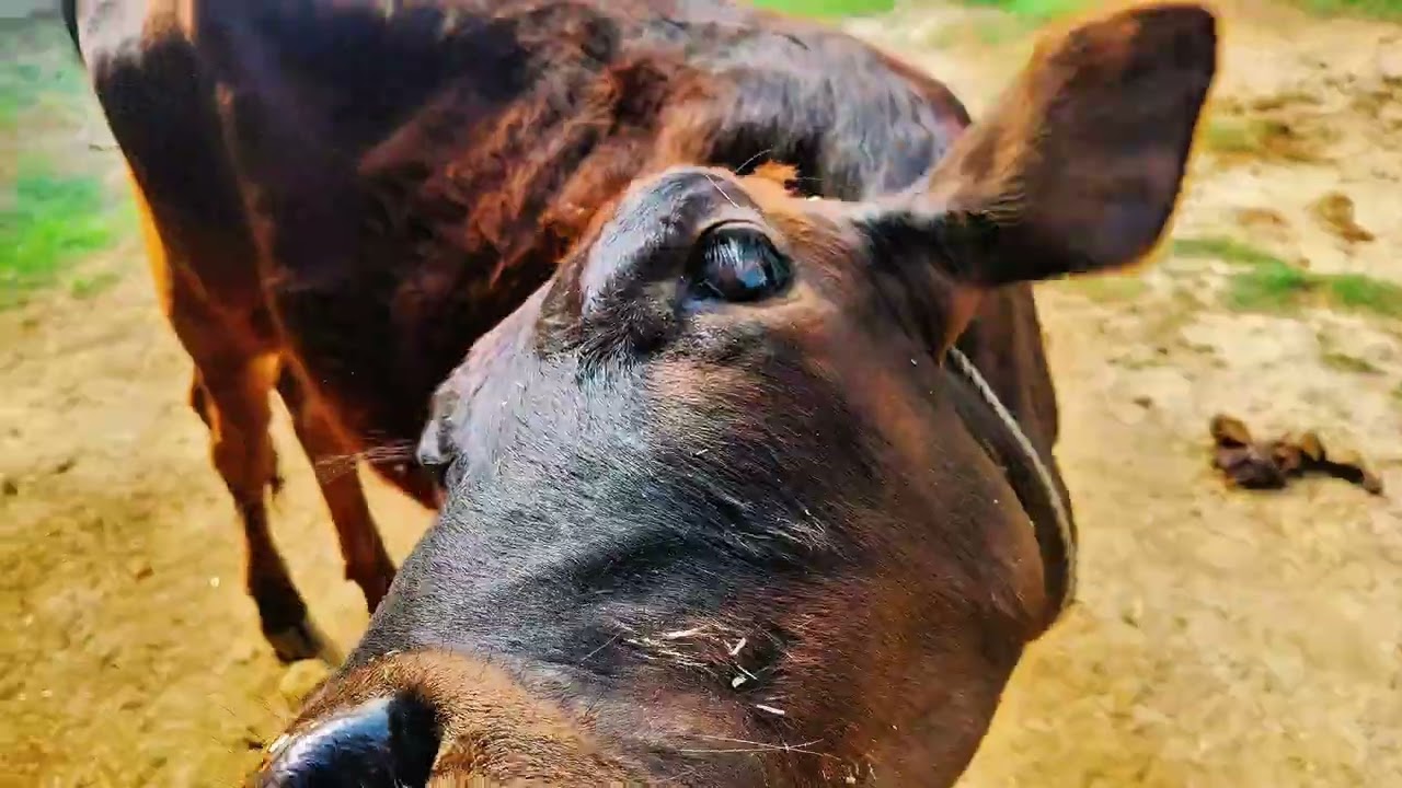गाय को देखने के लिए यहाँ ऊपर से नीचे क्यों कर रही है इसको तो पक्का पड़ा है 🤣