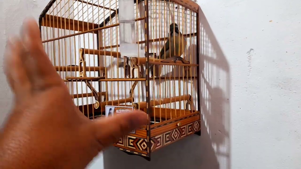 SINAIS QUE SEU TRINCA FERRO DÁ QUANDO ESTÁ APRONTANDO. 