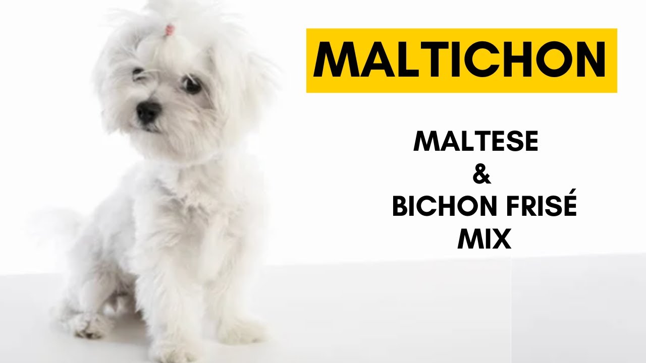 Maltichon - Top 10 Interesting facts About Maltese and Bichon Frisé Dog Mix