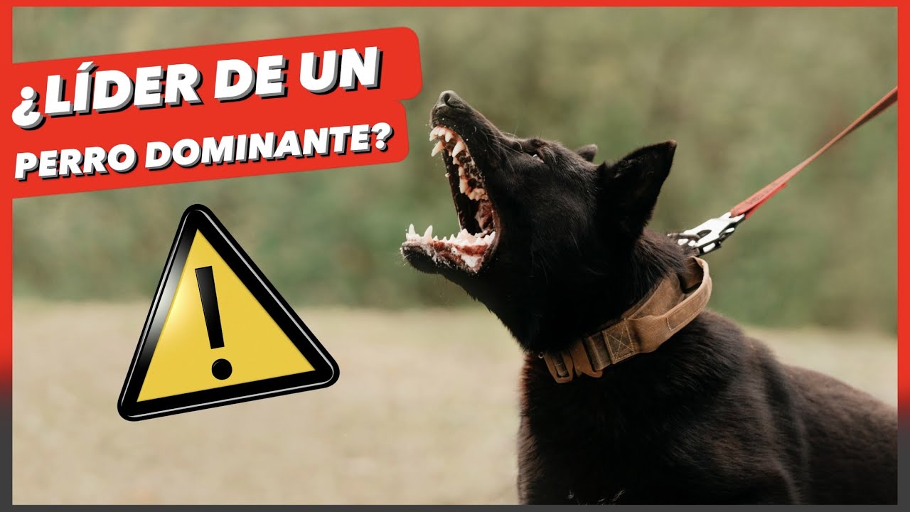 &iquest;Es BUENO ser el L&Iacute;DER de un PERRO DOMINANTE? 🤔 &iquest;o lo estamos PRIVANDO de su naturaleza? | VENTAJAS