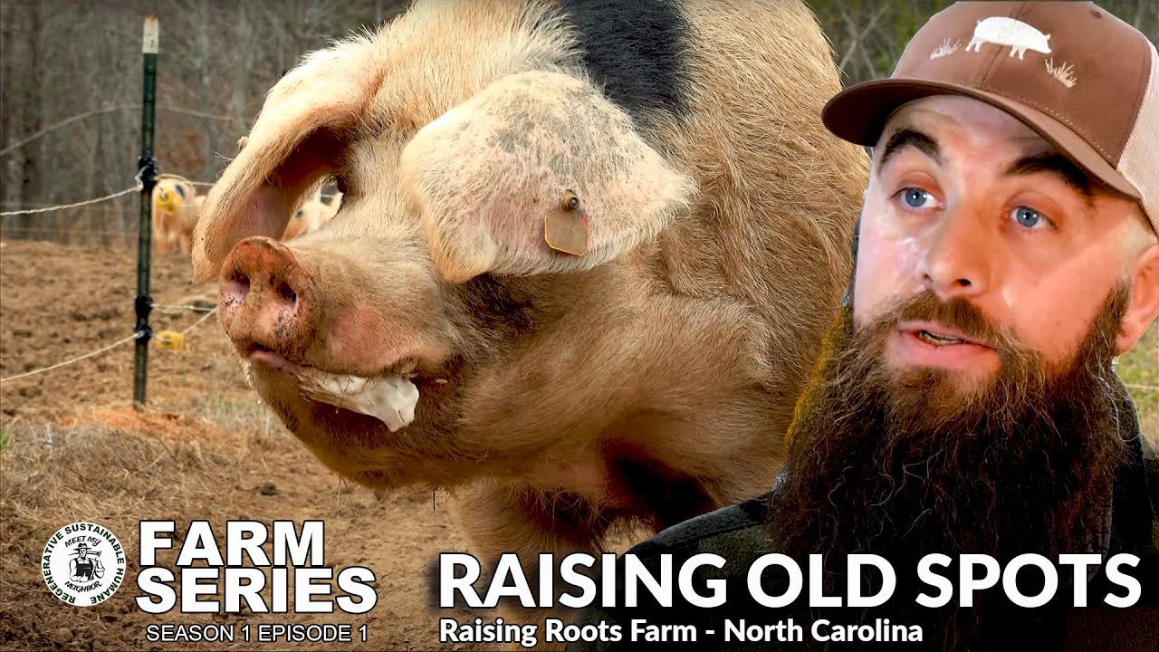 Raising Gloucestershire Old Spots with RAISING ROOTS FARM ｜Farm Series S1 E1