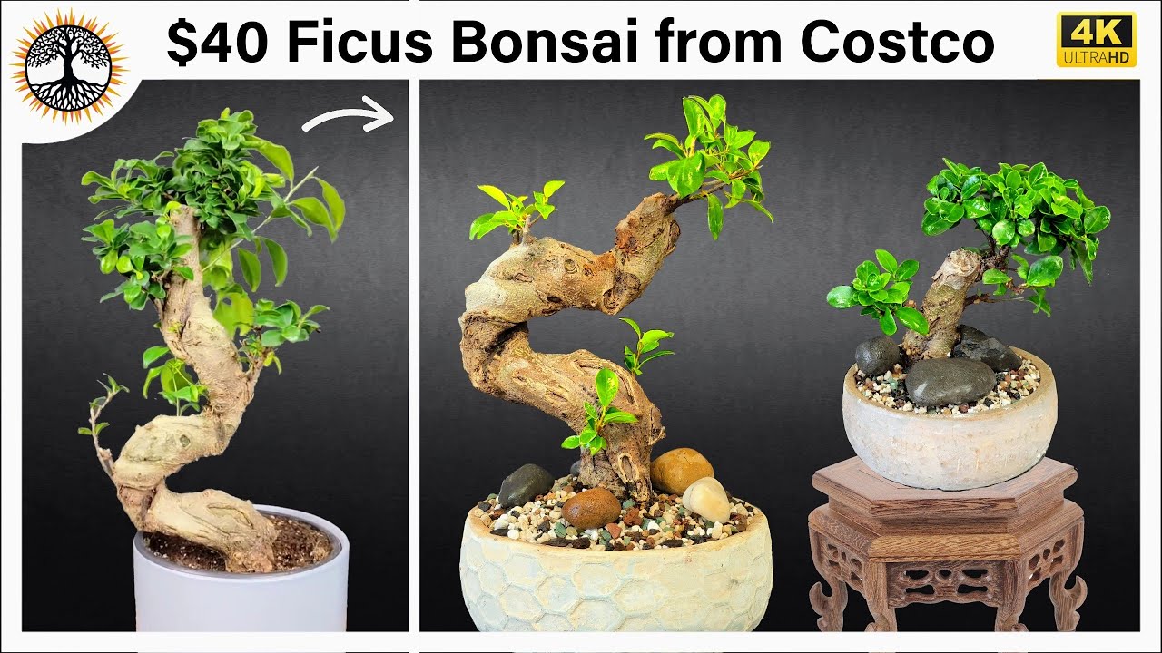 $40 Ficus Bonsai from Costco