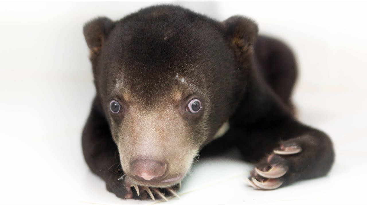 How a little sun bear cub learnt to walk - Blue's update