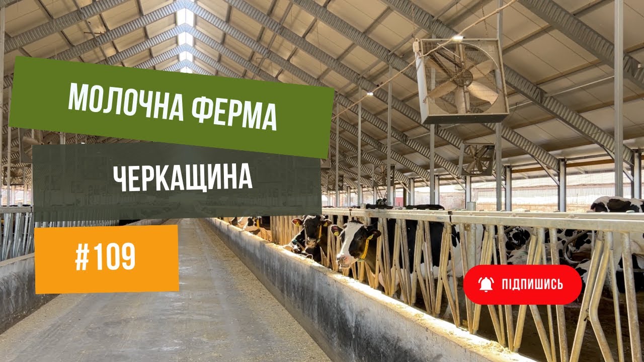 #109 Ферма ВРХ 🐄 на Черкащині. Корови на 