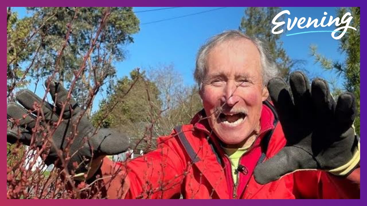 Got a thorny barberry? Ciscoe has some tricks for pruning