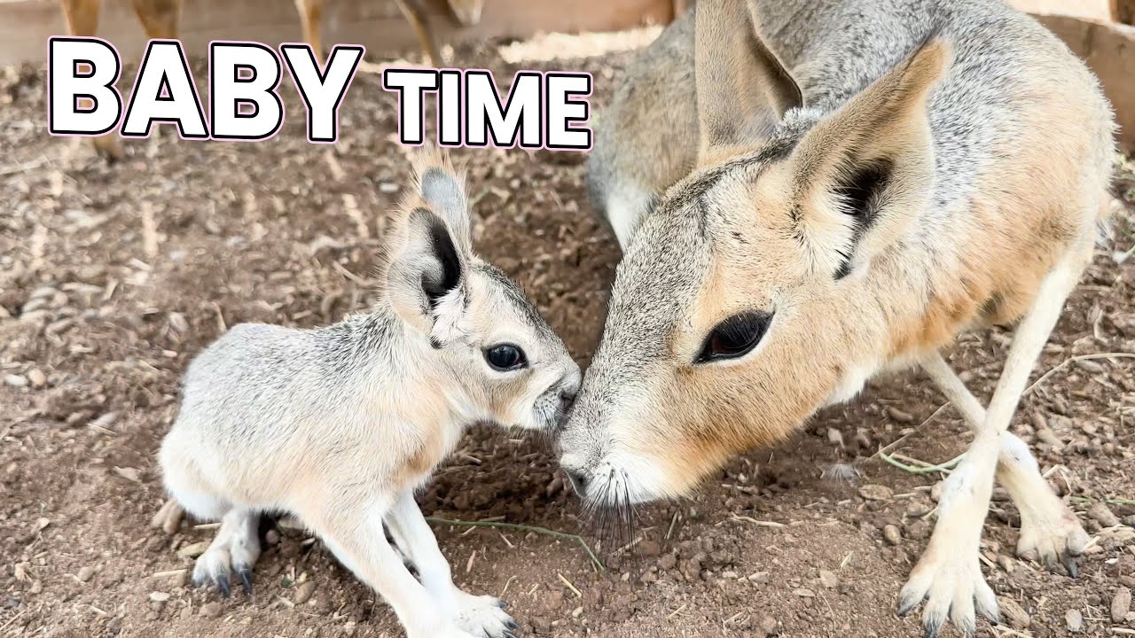 My Animals Are Having BABIES!!!