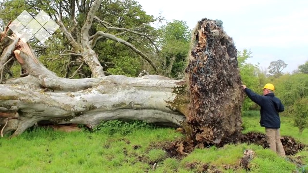 TOP 5 ritrovamenti assurdi di scheletri