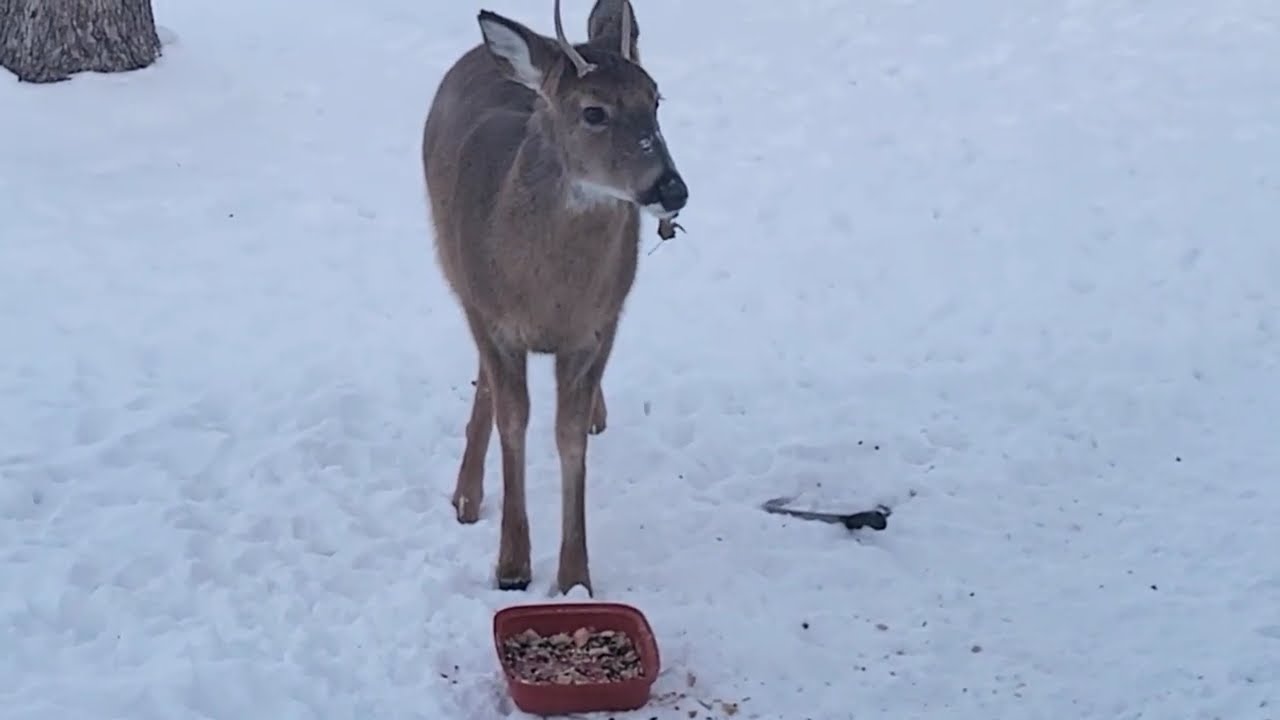 Awesome goodness ❤️ Two point deer buck, below zero weather, vittles for backyard buddies 😀 1/23/26