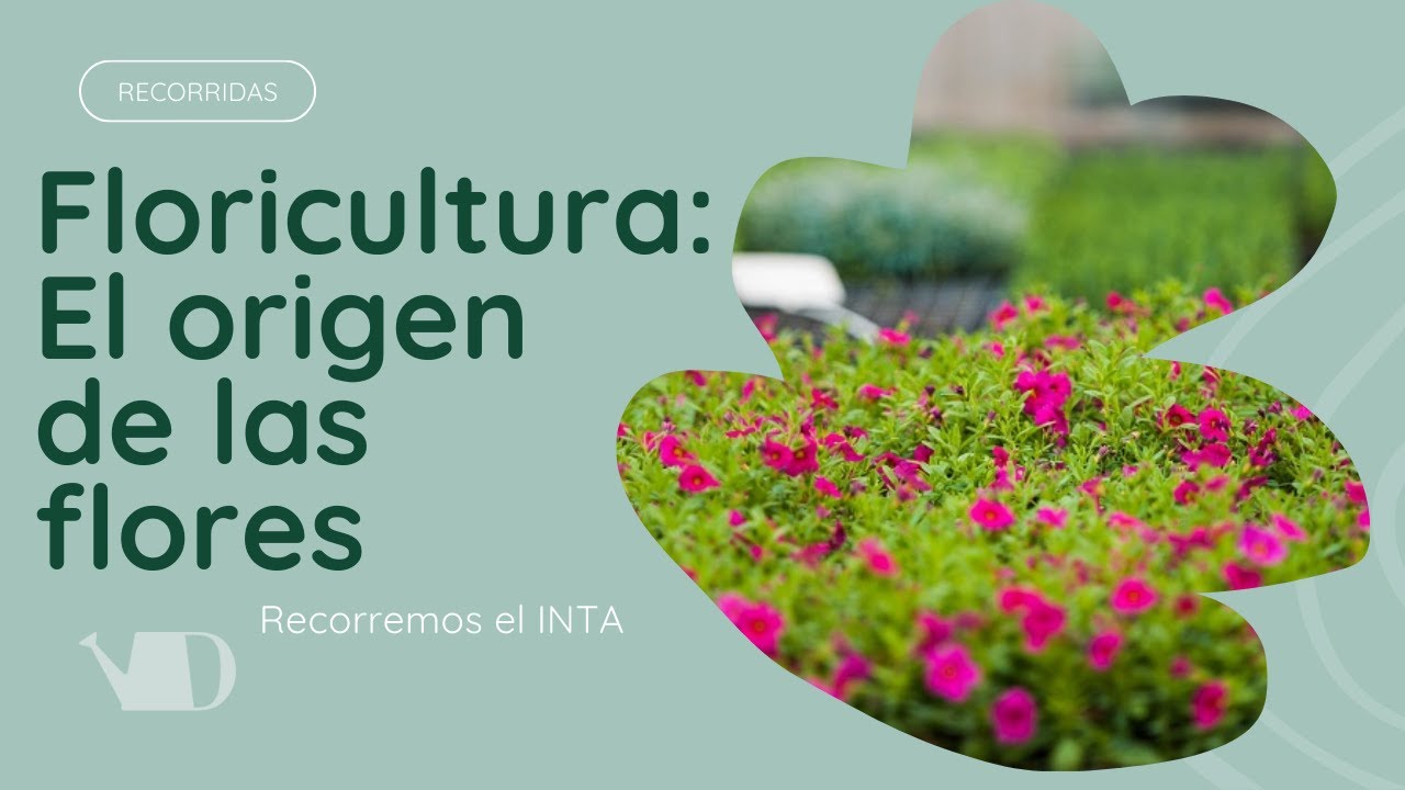 ¿De dónde vienen nuestras flores? Visitamos el centro de Floricultura del INTA