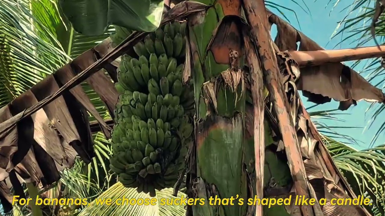 Roots of Our Harvest