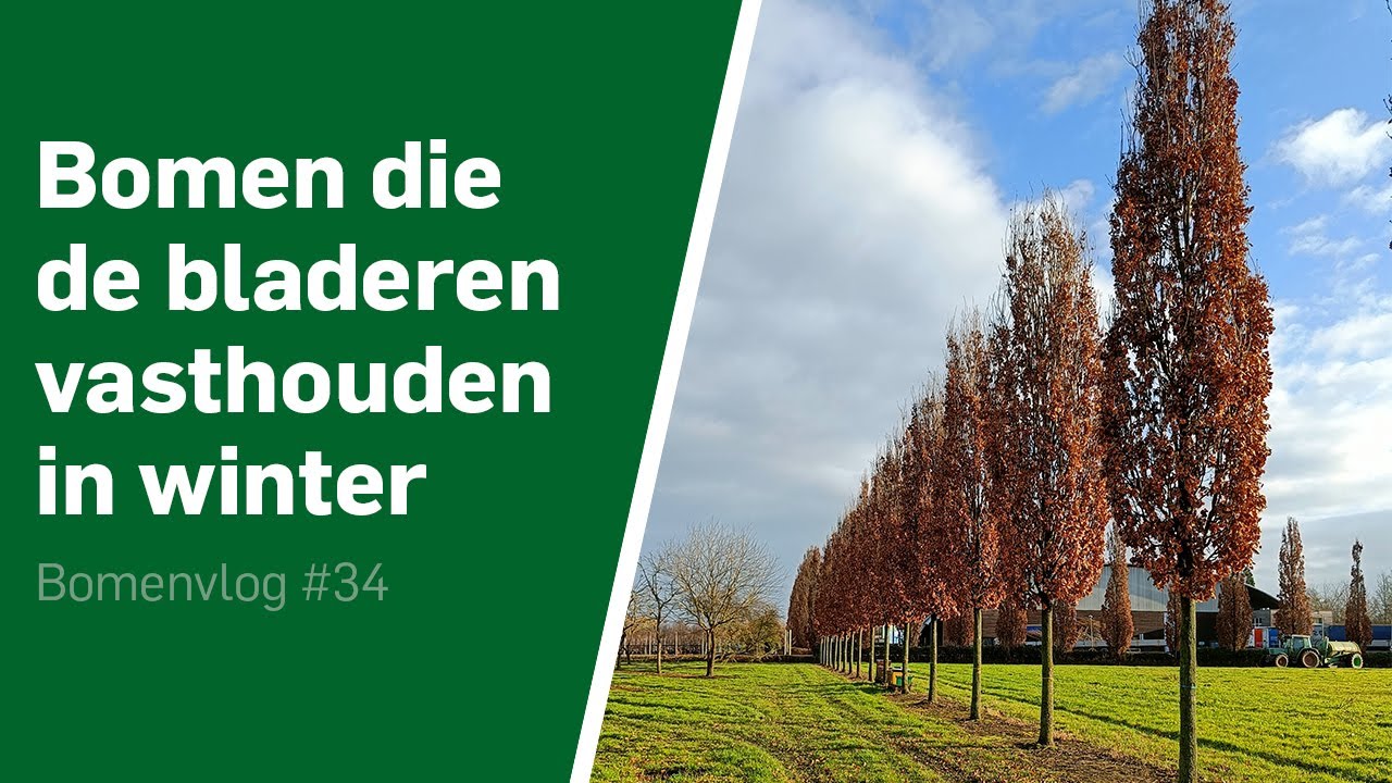 Privacy bomen, bomen die in de winter het blad vasthouden. Bomenvlog #34