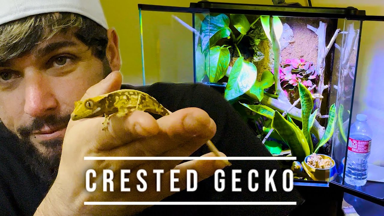 CRESTED GECKO TERRARIUM BUILD / STEP BY STEP