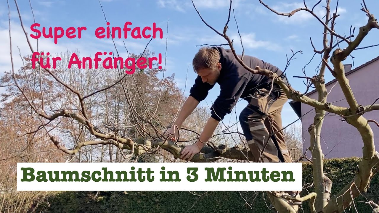 Baumschnitt für Anfänger im eigenen Garten