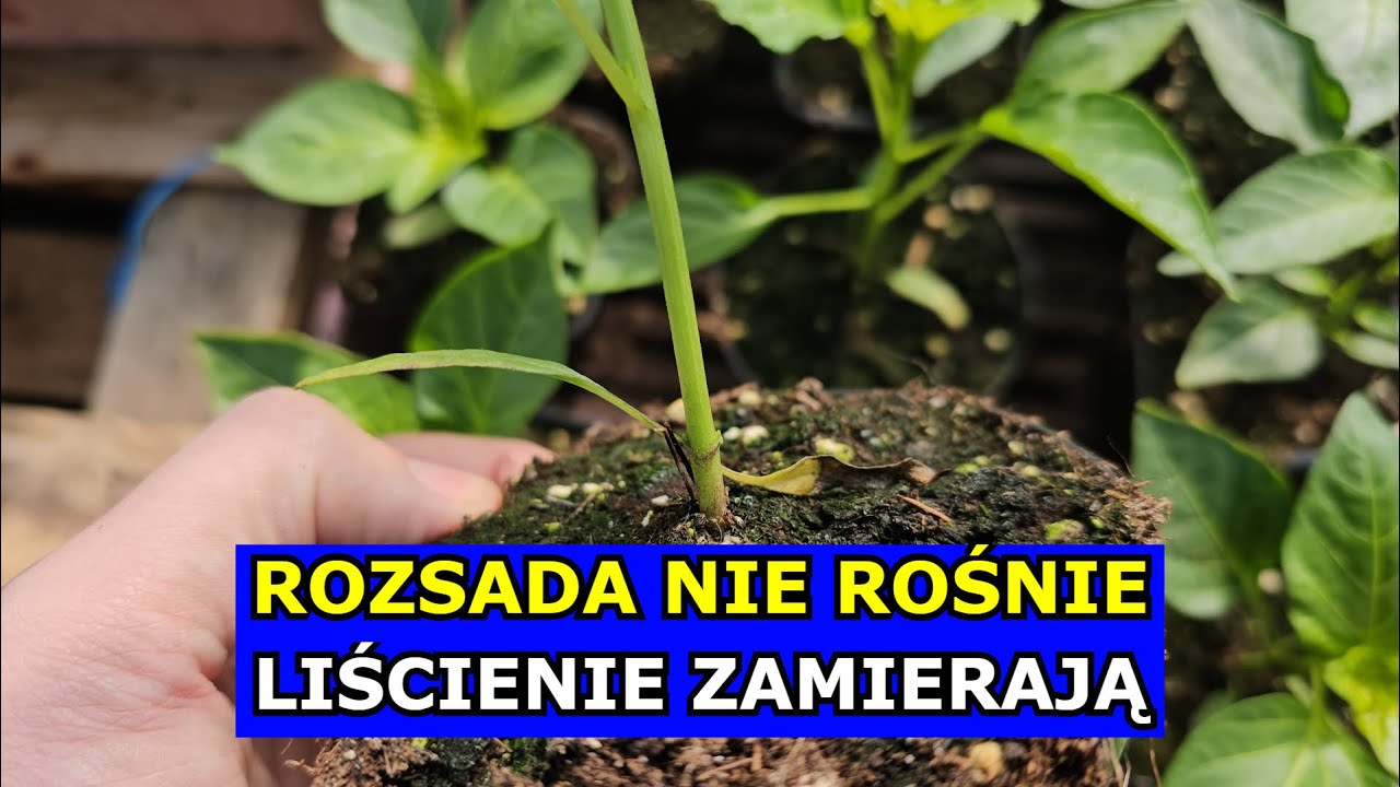 Rozsada NIE ROŚNIE, Liścienie Żółkną, Rozsady Padają. Ziemiórki Przelanie Nawożenie Pomidory Papryki