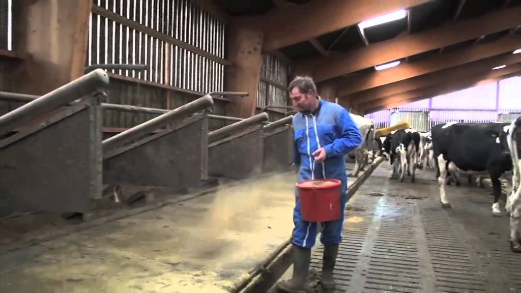 Les éleveurs ont testé #10 : la farine de paille pour assécher les logettes