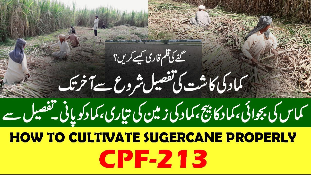 Sugarcane Farming In Punjab Pakistan,Technique For Better Sugarcane Yield, Hybrid Sugarcane Variety