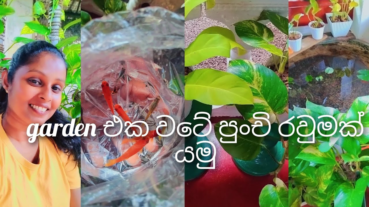 නැවත වරක් වෙනස් කරපු මගේ පුංචි  garden  එක.එනවද පුංචි රවුමක් යන්න 🏕️🦋💗