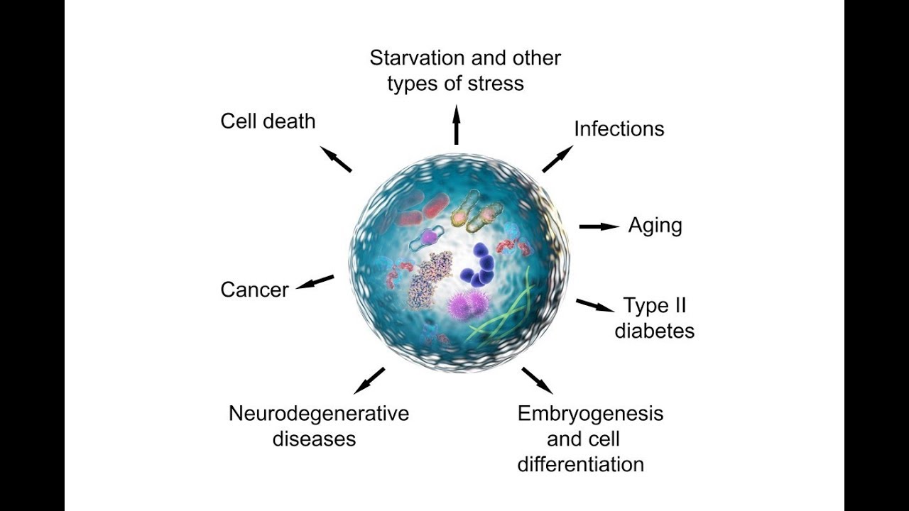 Autophagy & Cellular Recycling