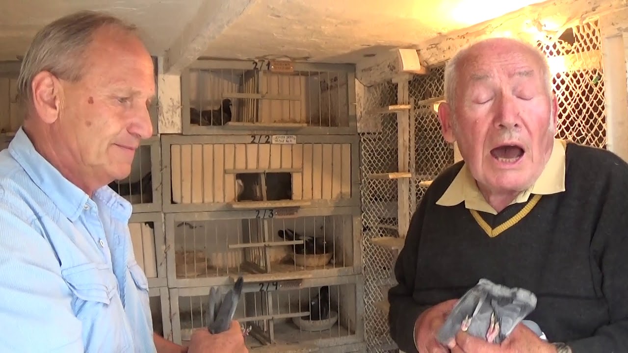 Fehérgalamb száll a falu felett
