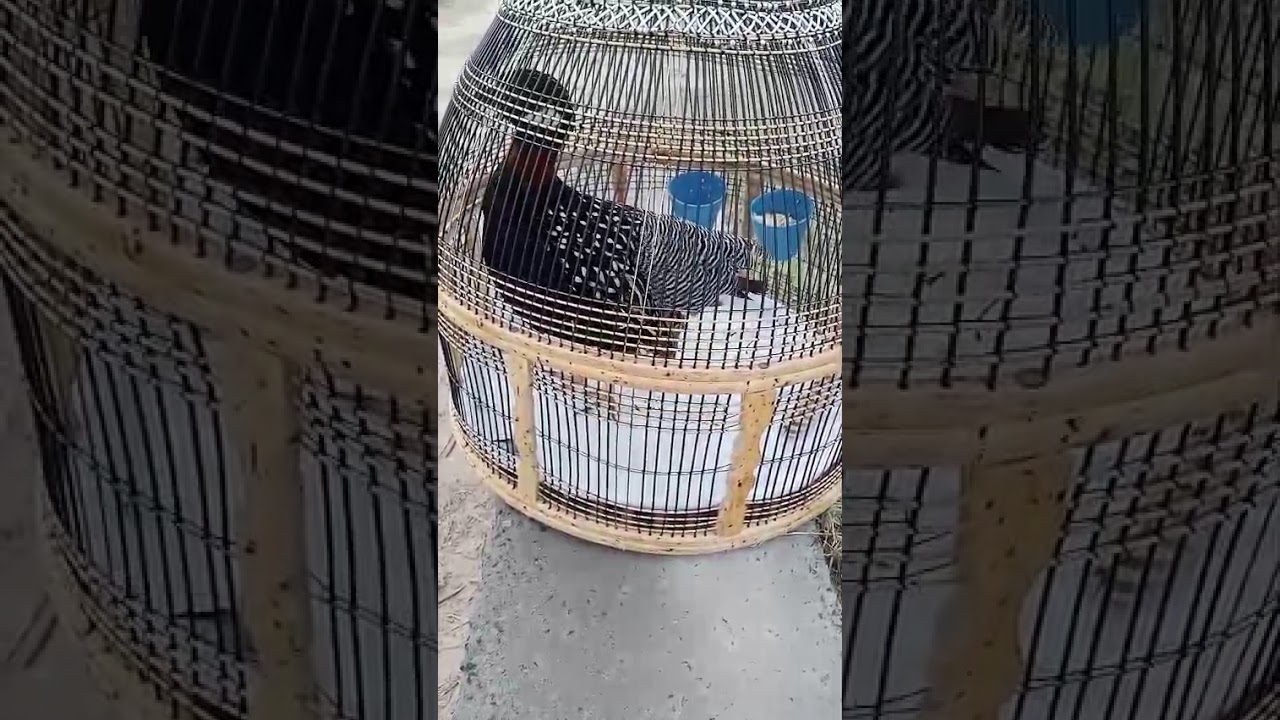 kala tater کالے تیتر کی خوبصورت آواز #foryou #birds #foryou #nature #nature #foryou