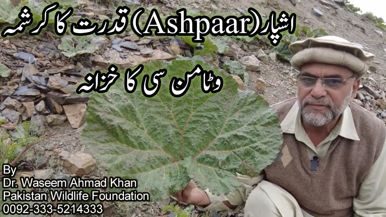 Ashpaar A Miraculous Plant | Local Plants of Pakistan | Ashpaar A Risch Source of Vitamin C