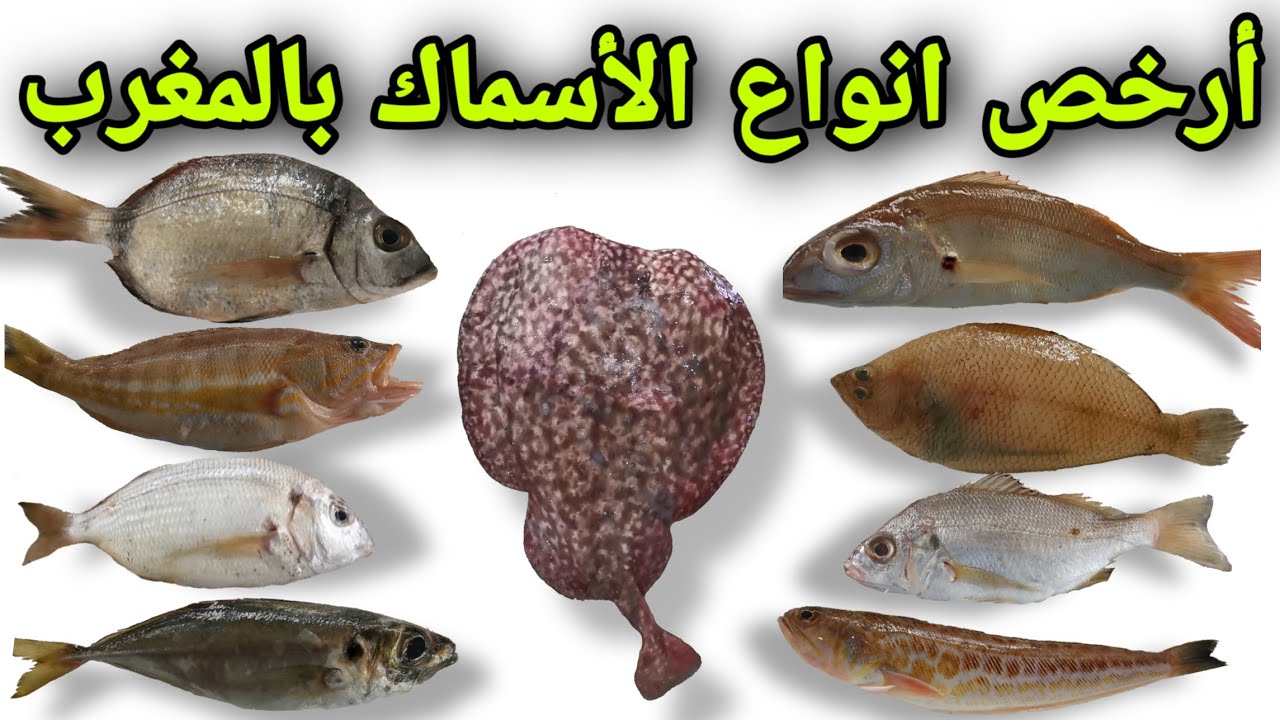 أرخص أنواع الأسماك بالمغرب شاهد لتتعرف عليها