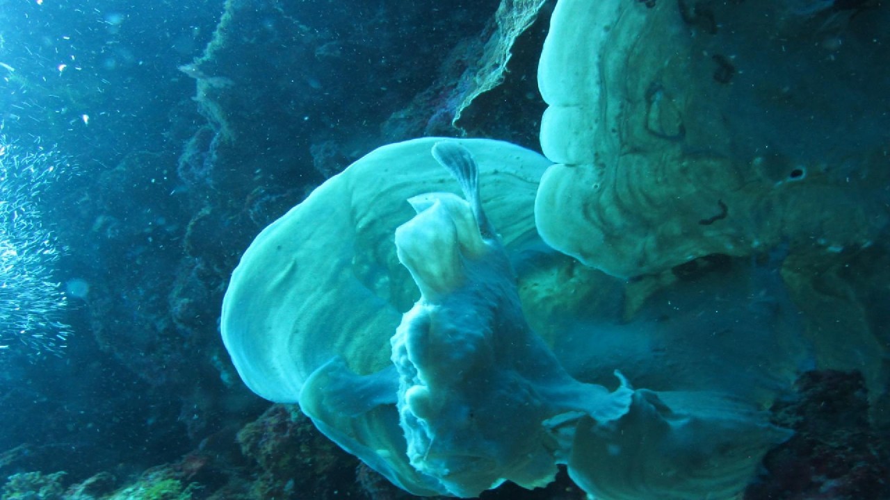 Hidden life beneath the ocean