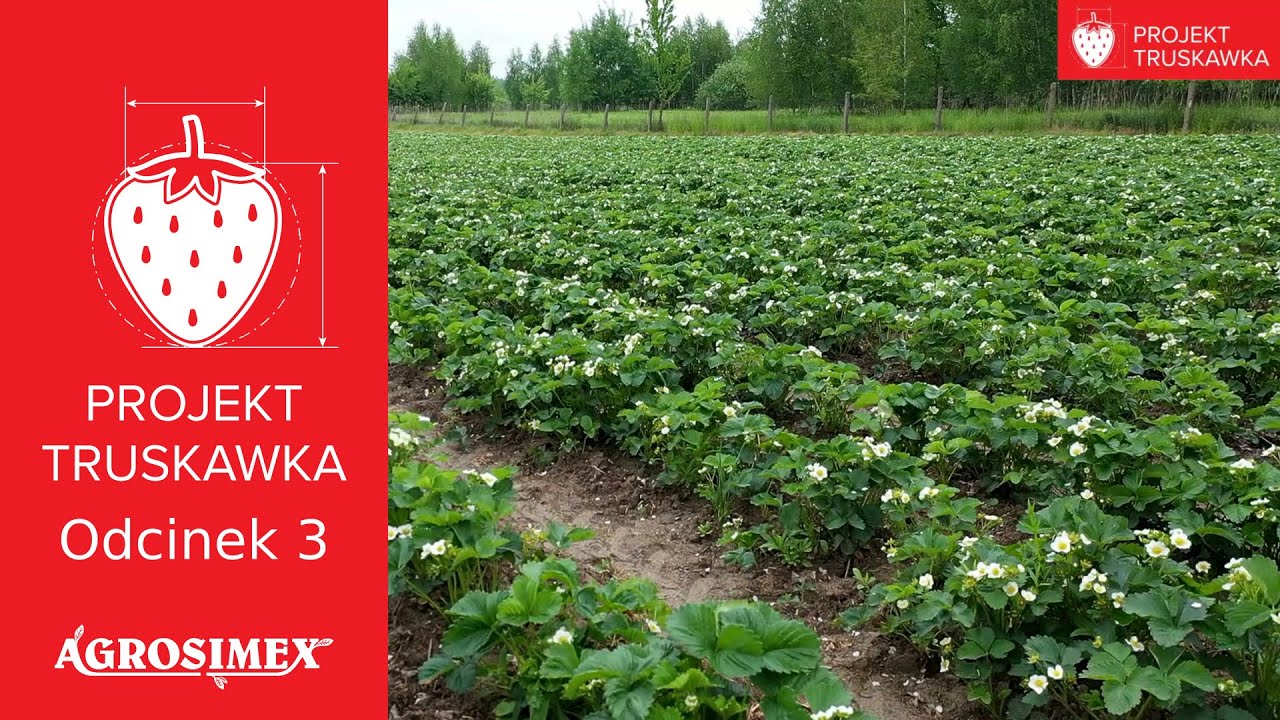 Zalecane zabiegi w trakcie kwitnienia truskawki - Projekt truskawka, odcinek 3