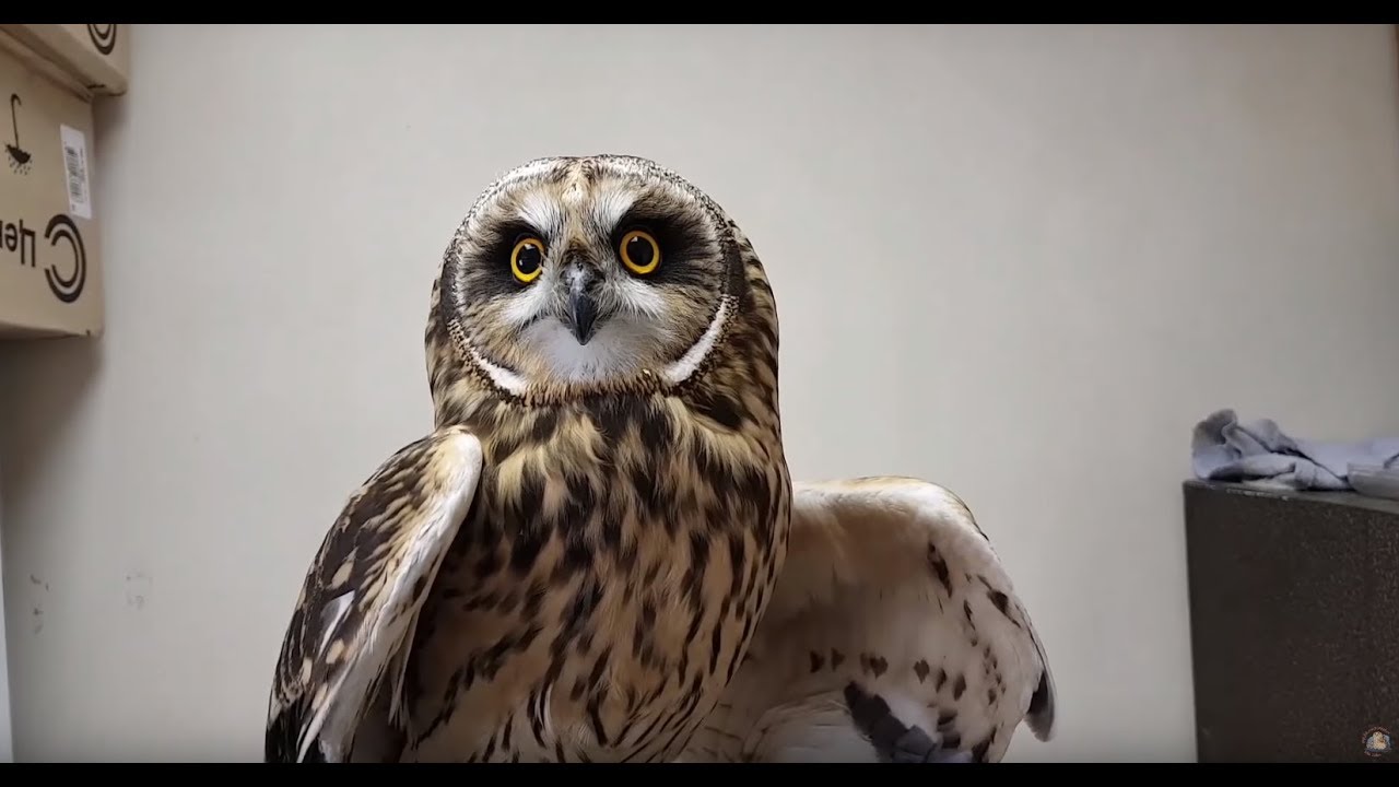 Болотная сова подозревает, что её хотят съесть.