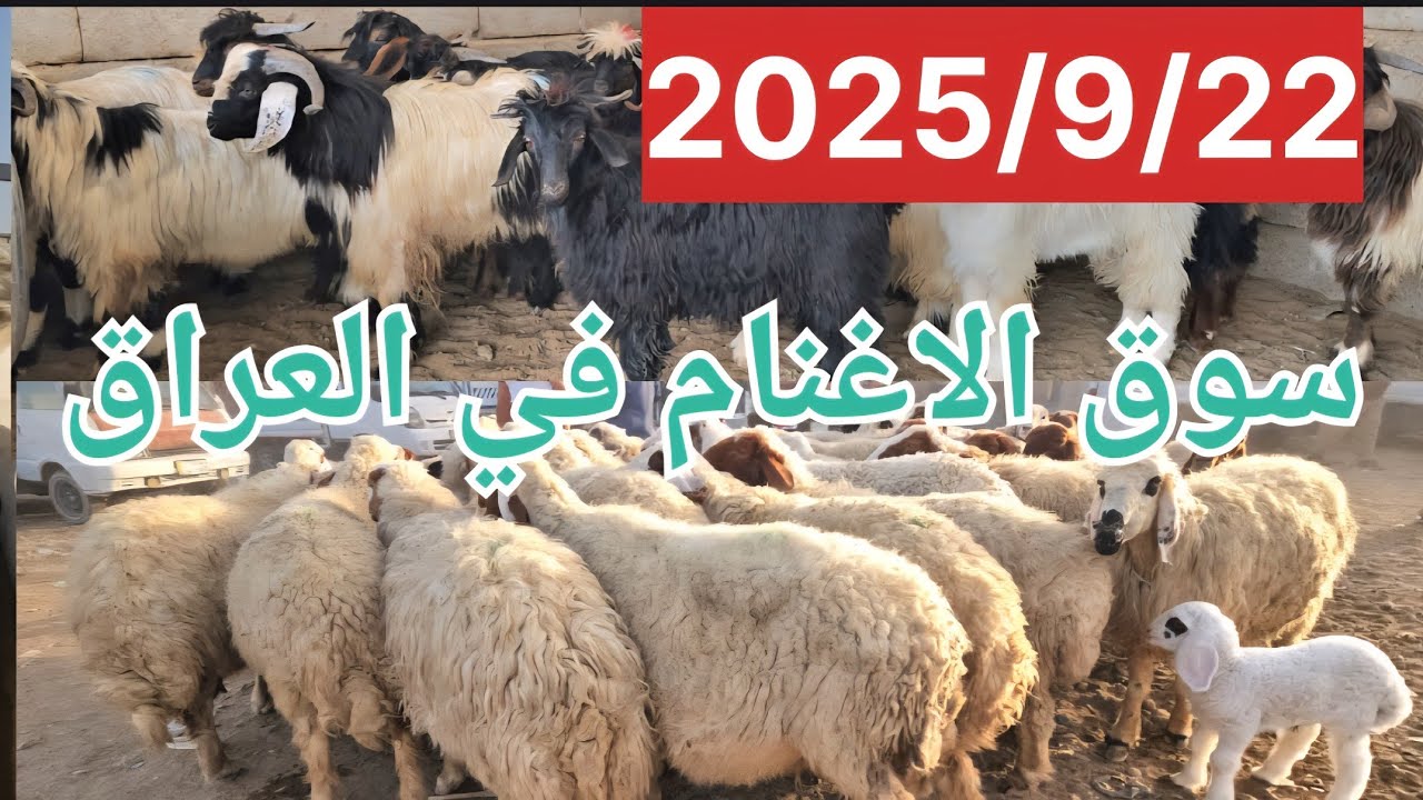 😱 “وين رايح سوق المواشي؟ لا بايع مرتاح ولا مشتري يگدر يقرر!”
