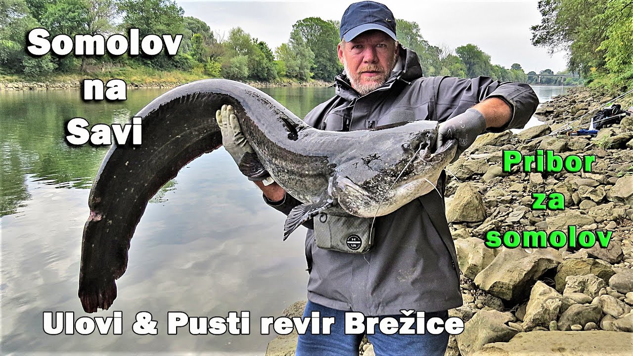Somovi rijeke Save, Ulovi & Pusti revir Brežice - Moj pribor za somolov / VSP Igor Pavičić